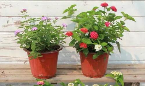 莒县矿山爆料事件视频最新,真相与反思